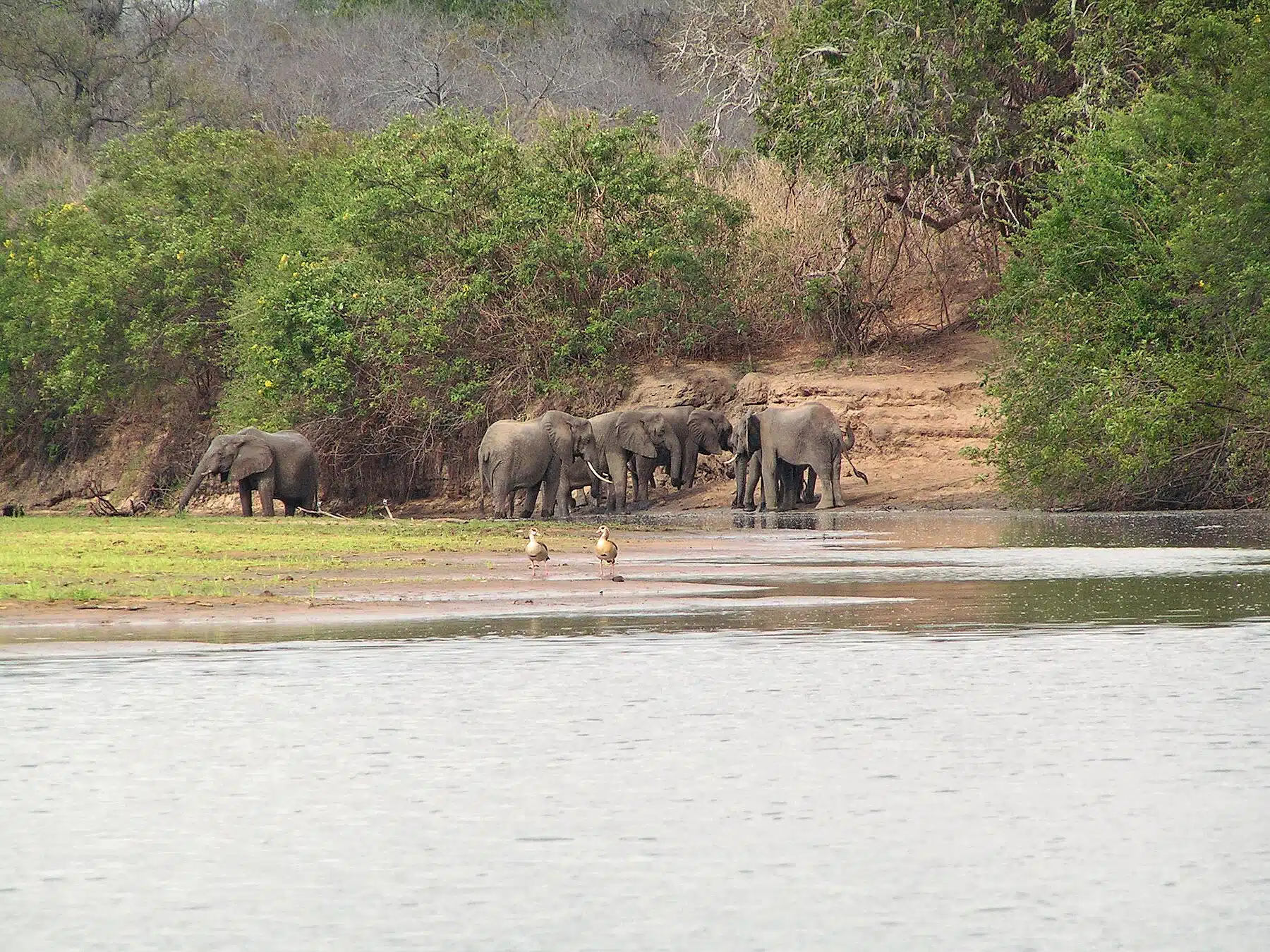 Fun Things to Do in Selous Game Reserve | Travel Guide (2024) | Best Places to Visit