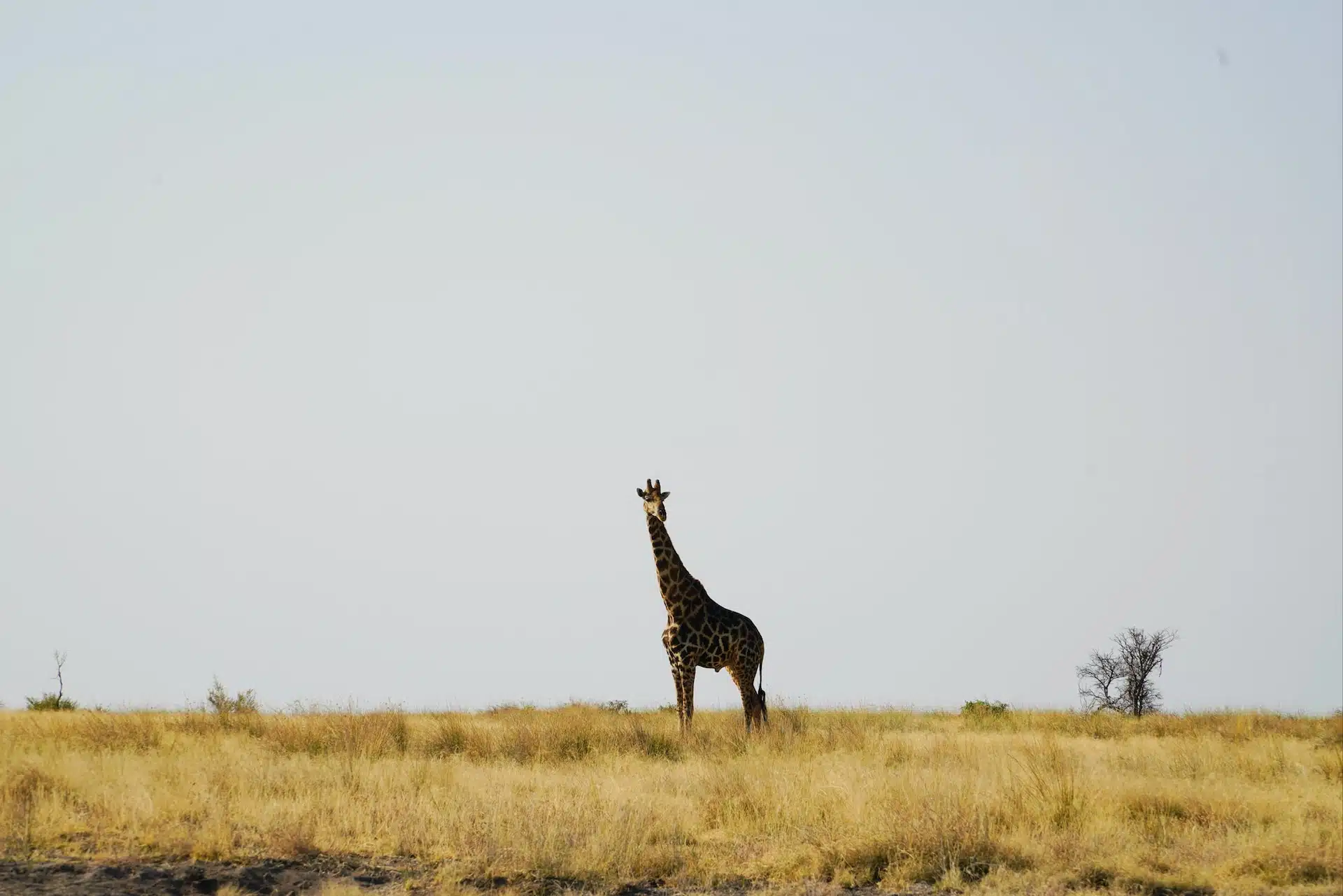 Fun Things to Do in Etosha National Park | Travel Guide (2024) | Best Places to Visit