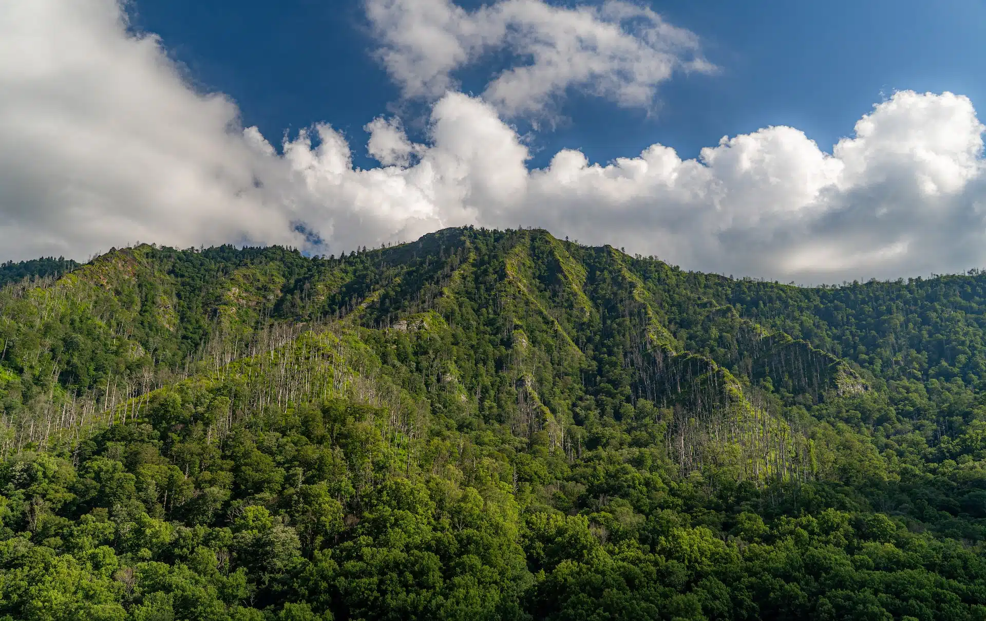 Fun Things to Do in Great Smoky Mountains National Park | Travel Guide (2024) | Best Places to Visit