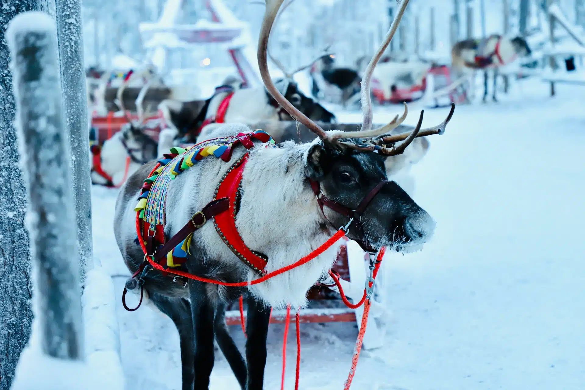 Fun Things to Do in Lapland | Travel Guide (2024) | Best Places to Visit