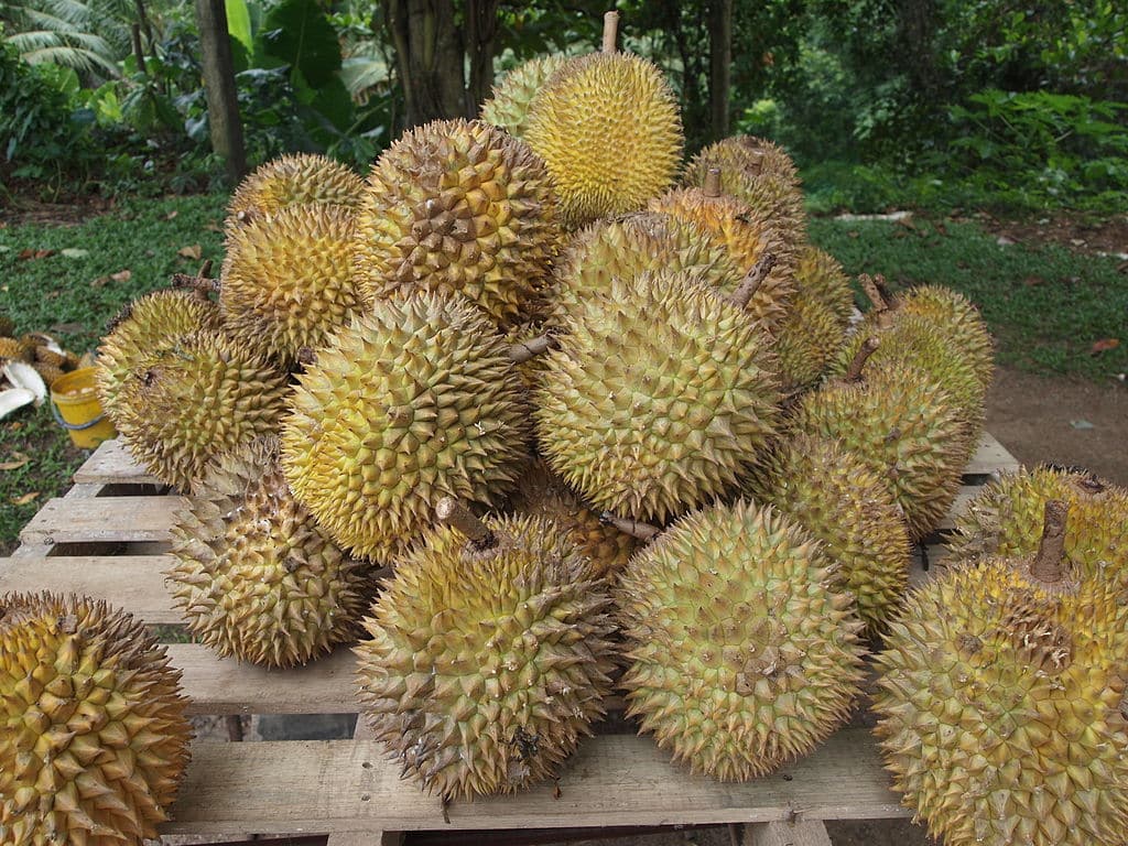 Musang King Durian Image