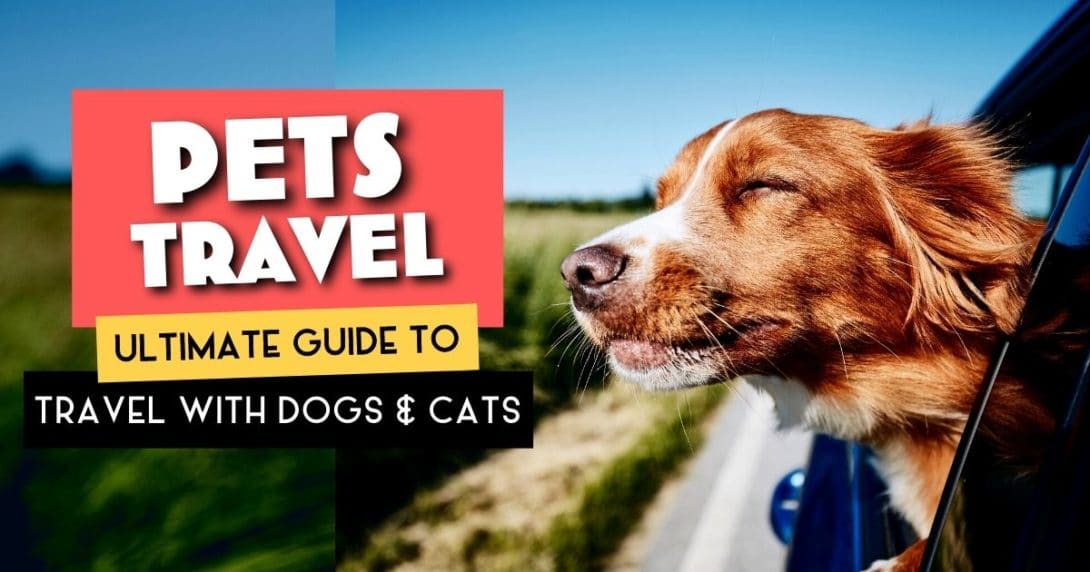Pets Travel Guide For Dogs and Cats