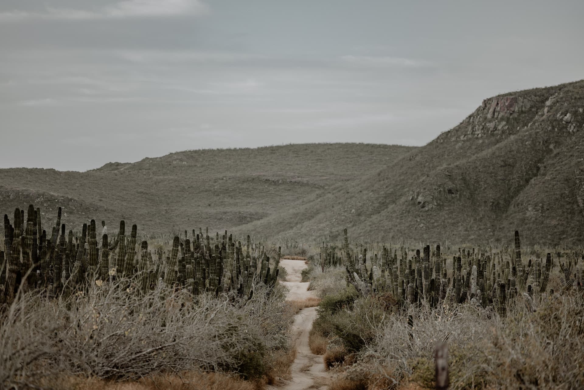 Todos Santos Image