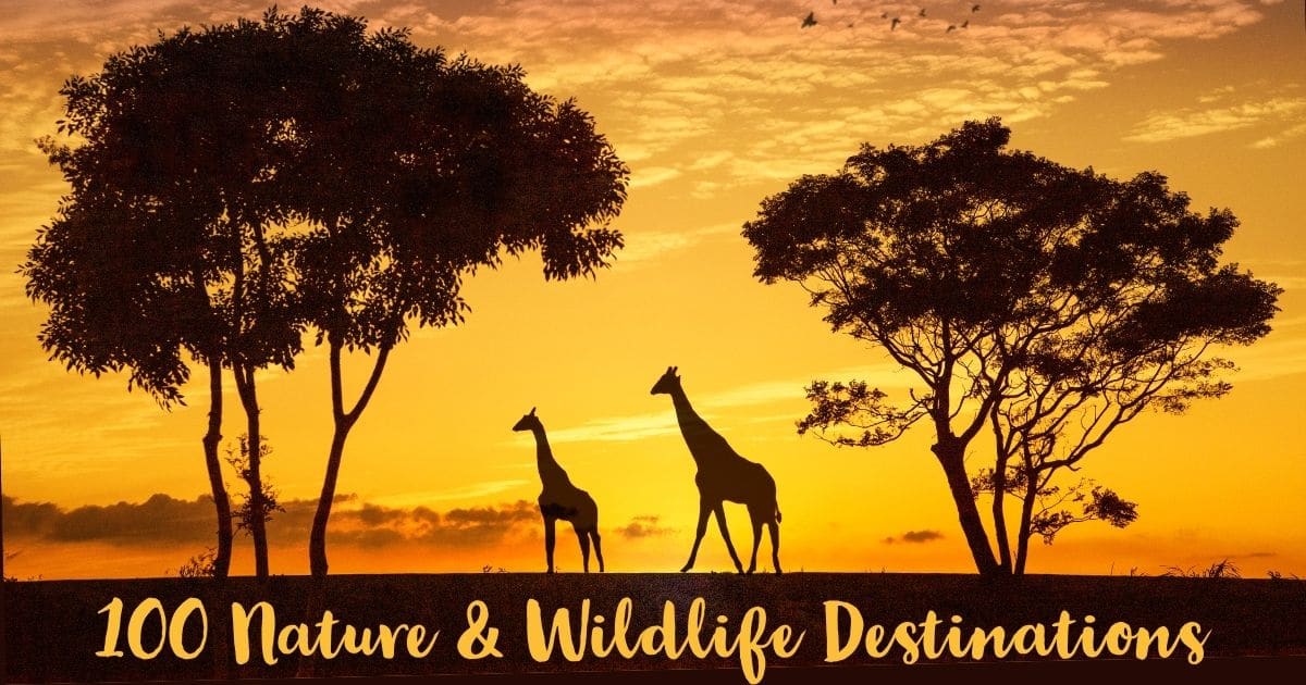 Top Nature and wildlife destinations giraffe
