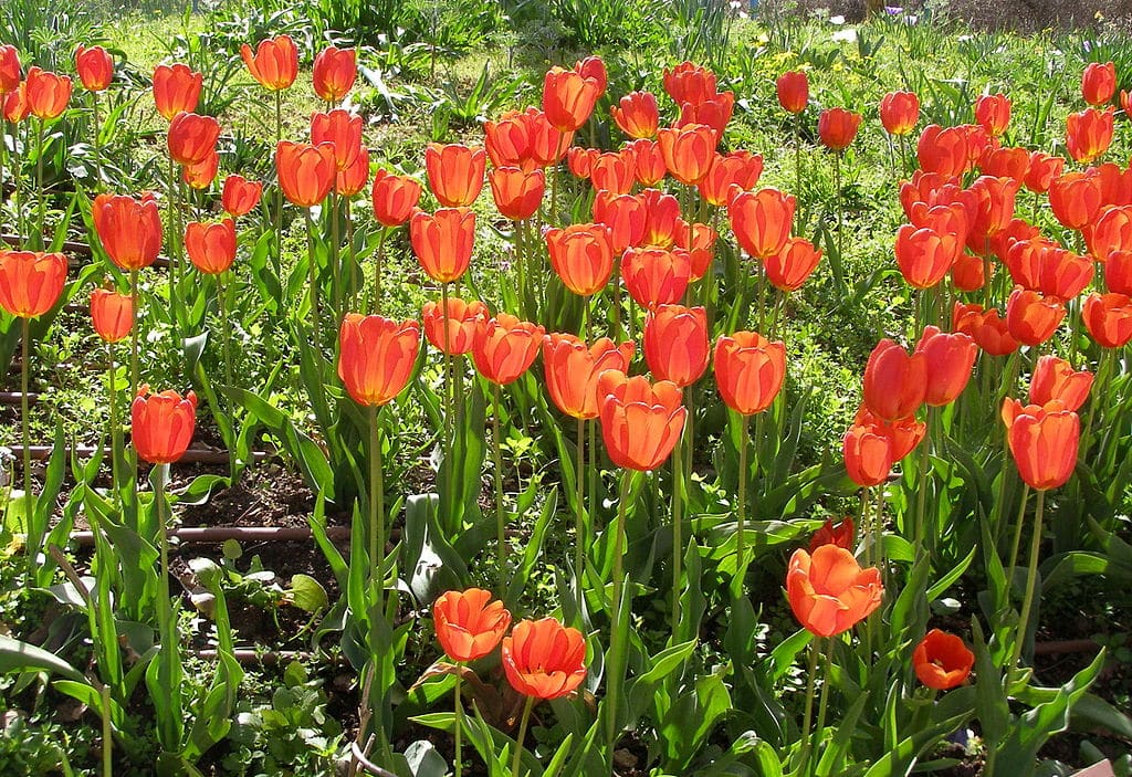 Tulip Bulbs Image