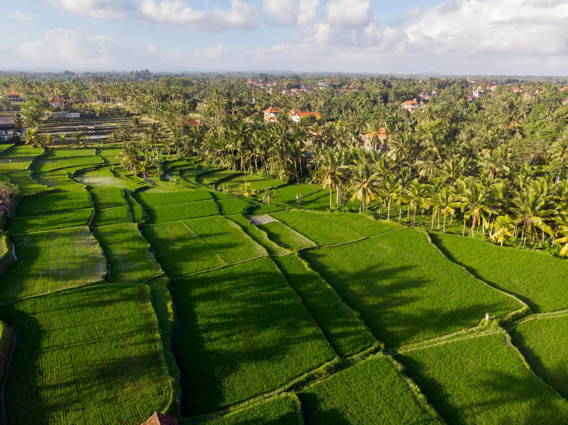 Fun Things to Do in Ubud | Travel Guide (2024) | Best Places to Visit