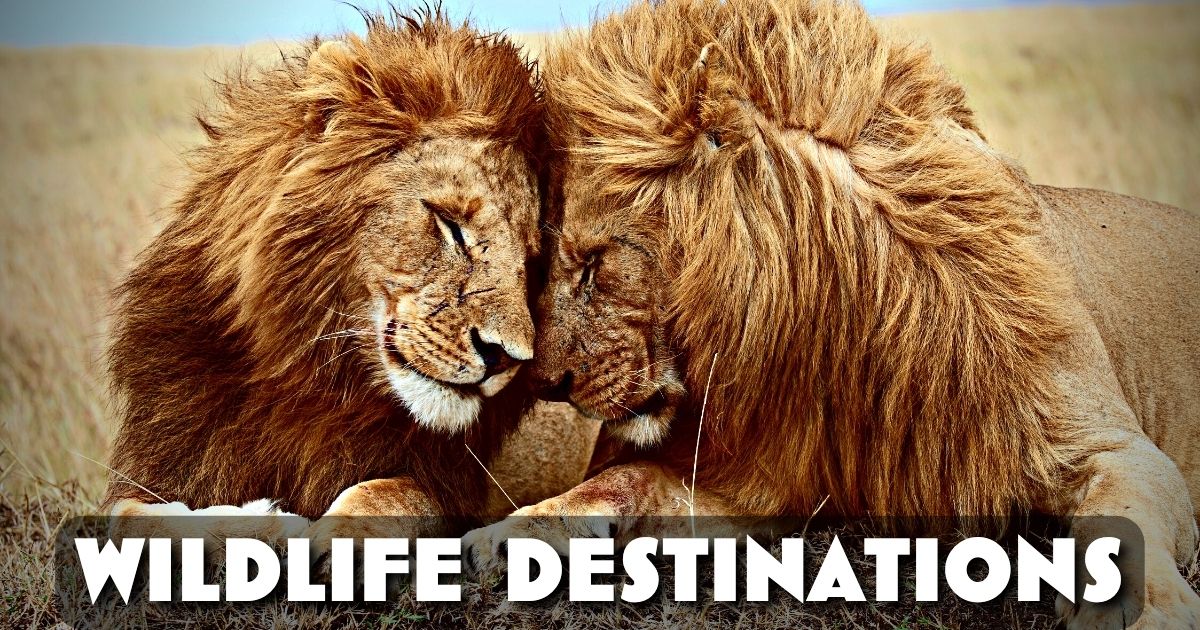 Wildlife Safari destiantions Lions