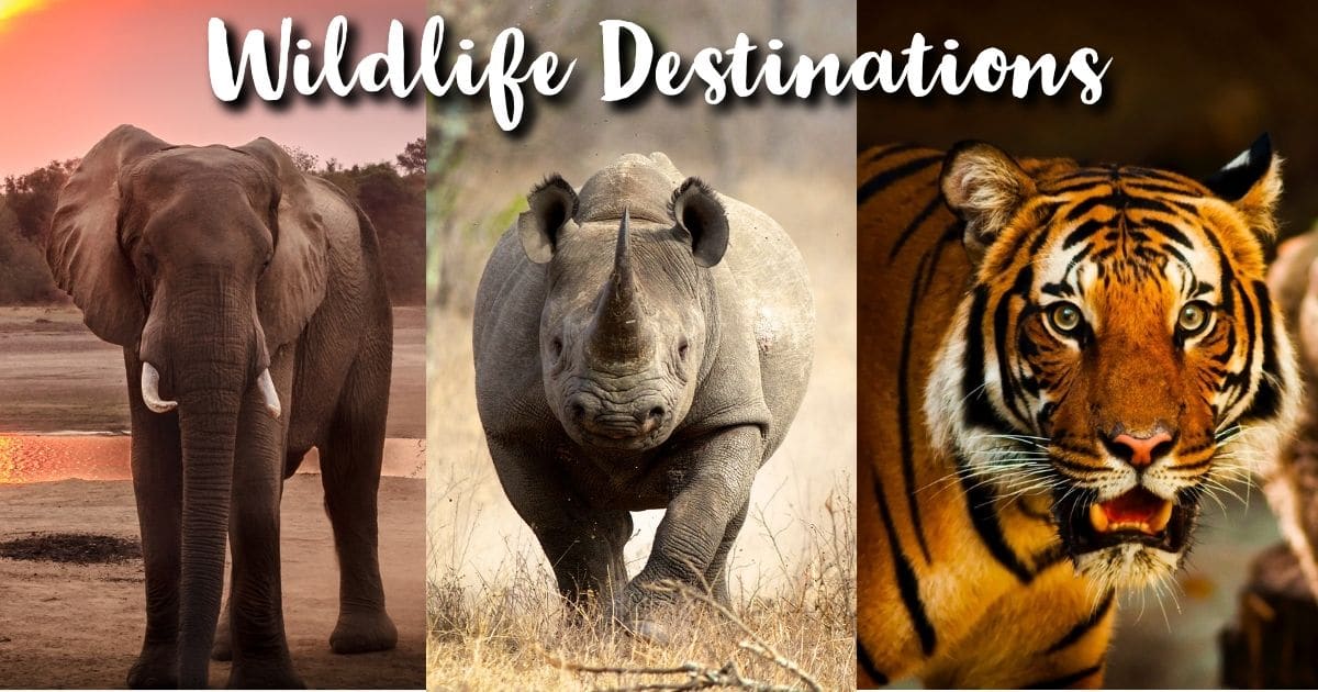 Wildlife safari destinations Tiger Elephant Rhino
